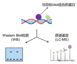 DNA pull-down實驗蛋白檢測圖.jpg